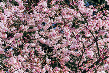 Branches of a flowering Apple tree close-up.