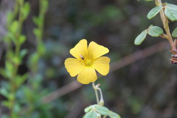yellow flowers in the garden