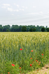 poppies on a background of field of barley
