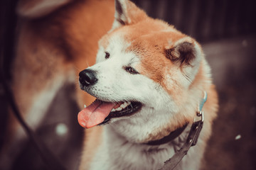 Akita dog portrait. Akita Inu
