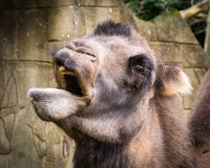 Eating camel with funny face