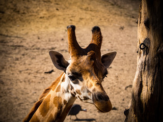 Eating giraffe in the zoo