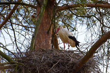 Storks sitting on the nest and flying