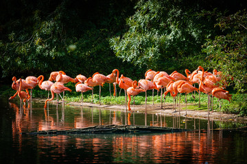 flamingo standing in water with reflection