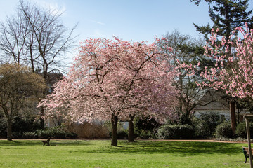 Magnolia tree in the garden near the house. Flowering Magnolia tree