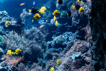 Fototapeta na wymiar Aquarium with corals, reefs and fish. Sea world