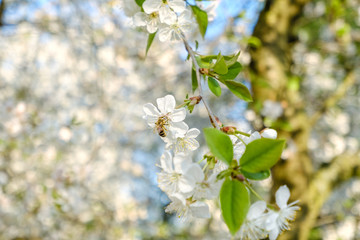 a honey bee sitting on beautiful white cherry blossoms against a blue sky with radiant colors and a short depth of field