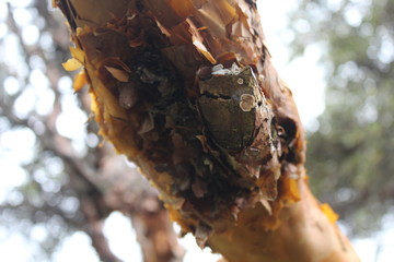 close up of a tree trunk