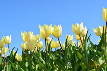 Obraz premium field of yellow tulips against blue sky in the spring time with green leave blue sky background 
