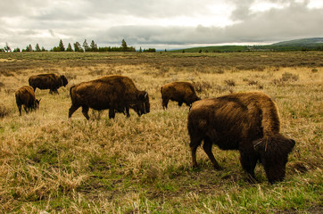 buffalo in the meadow