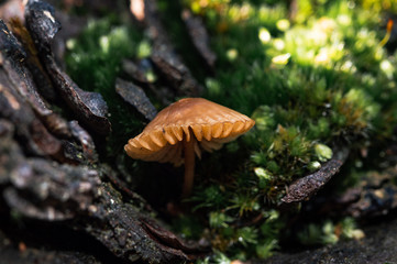 mushroom on the stump