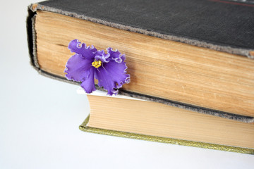 Old books and violet flower on a white background.