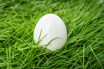 white chicken egg lies in the green grass