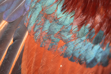 Colorful feathers, chicken feathers background texture