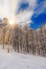 beautiful snowy winter landscape panorama with forest and sun. winter sunset