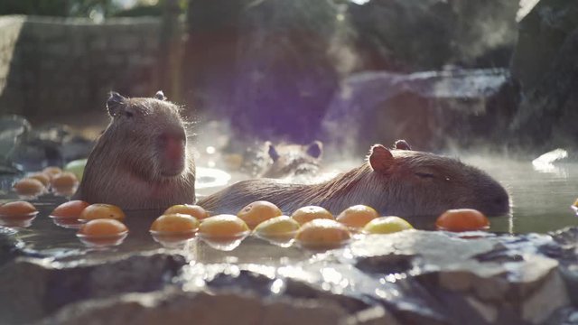 Closeup View Of Two Capybaras Bathing In The Hot Spring With Yuzu Fruits In Izu, Japan - Slow Motion