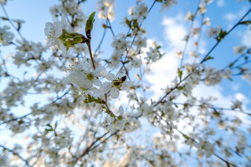 a honey bee sitting on beautiful white cherry blossoms against a blue sky with radiant colors and a short depth of field