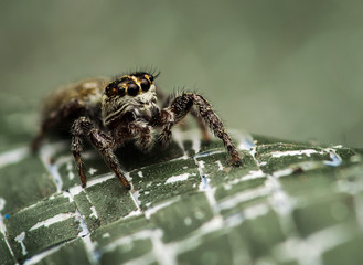 macro of a little jumper