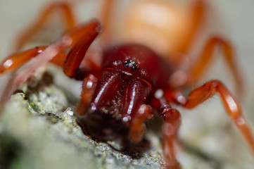 Close-up spider face