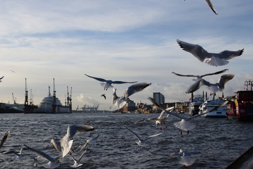 A flock of seagulls flying on hamburg habor - Powered by Adobe