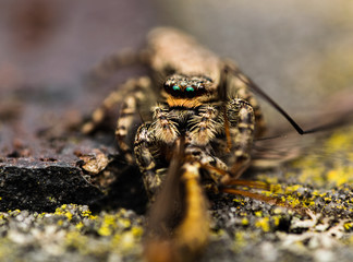 Jumping spider and its prey