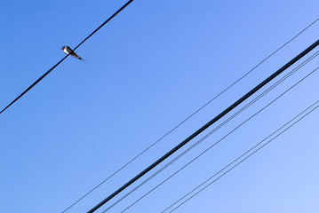 Bird on the wire. 