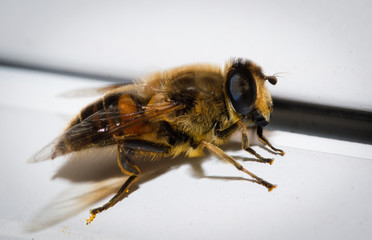 close up of  hoverfly