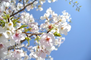 Flor 
