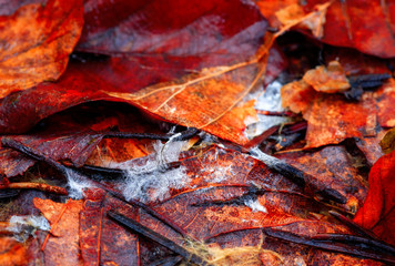 Beautiful red and orange autumn leaves populated by fungi on an autumn day
