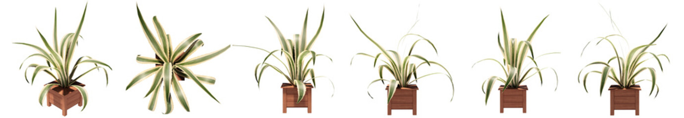 Set or collection of beautiful green interior plants isolated on white background. Concept or conceptual 3d illustration for nature and ecology, beauty and gardening, spring or summer