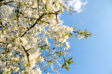 beautiful white cherry blossoms against a blue sky with radiant colors and a short depth of field