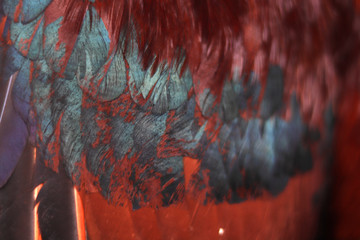 Colorful feathers, chicken feathers background texture