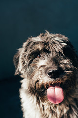 schnauzer mittelschnauzer close up portrait on background