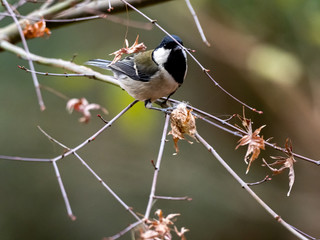 Japanese tit in a bare winter tree 15