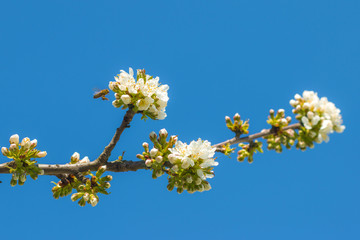 bee flying and pollinates spring blossom