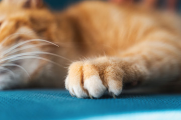 Paw with claws of a ginger cat digs into the fabric of a blue sofa, furniture protection from pets...
