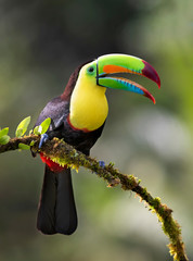 Keel-billed toucan (Ramphastos sulfuratus), closeup perched on a mossy branch in the rainforests,...