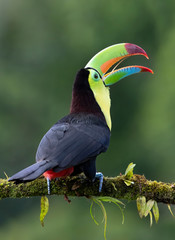 Keel-billed toucan (Ramphastos sulfuratus), closeup perched on a mossy branch in the rainforests, Boca Tapada, Laguna de Lagarto Lodge, Costa Rica © Jim Cumming