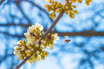 flying bee pollinates spring blossom