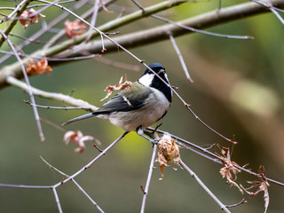 Obraz premium Japanese tit in a bare winter tree 23