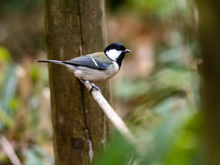 Japanese tit on a wood and rope fence 1