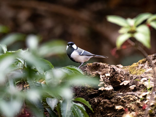 Japanese tit perched on a fallen log 1