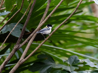 Japanese tit perched on a tree branch 1