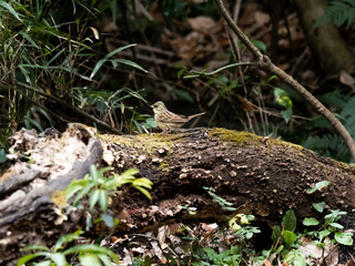 Black faced bunting on a fallen forest tree 1