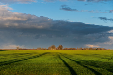 Fototapeta na wymiar Vibrant green agriculture field with beautiful blue after rain sky during early spring day