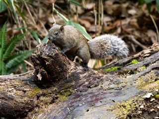 Pallas's squirrel on a log in a Japanese forest 3