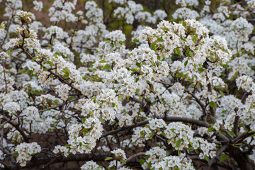 Flowering pear tree in spring. Closeup of the pear blossom. Flowering tree branches. Delicate white pear flowers among green foliage. Flourishing spring garden on a sunny day. White flowers.