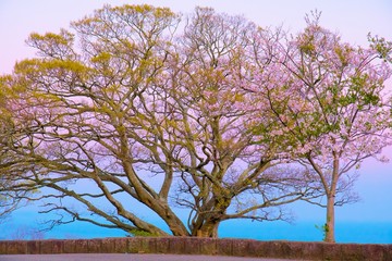 桜と木のカラフルコラボレーション
