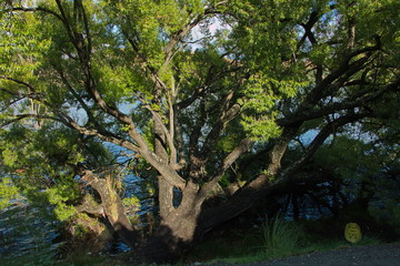 Big trees at Lake Hayes near Arrowtown in Otago on South Island of New Zealand
