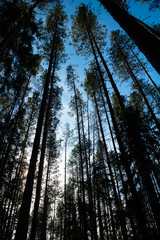 Pine silhouettes against the blue sky in the national park Repovesi, Finland,
